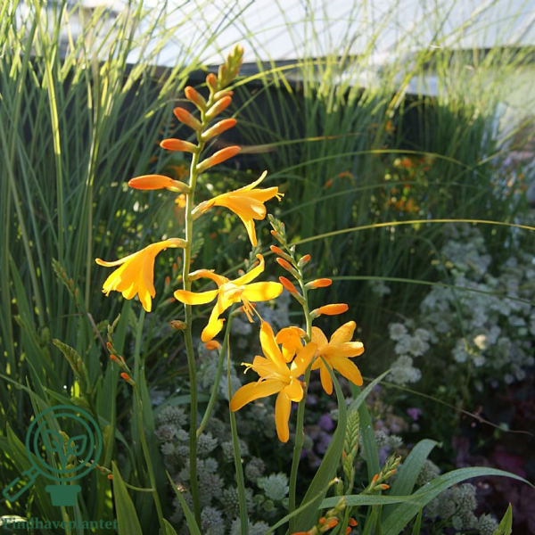 Crocosmia 'George Davidson', Montbretia