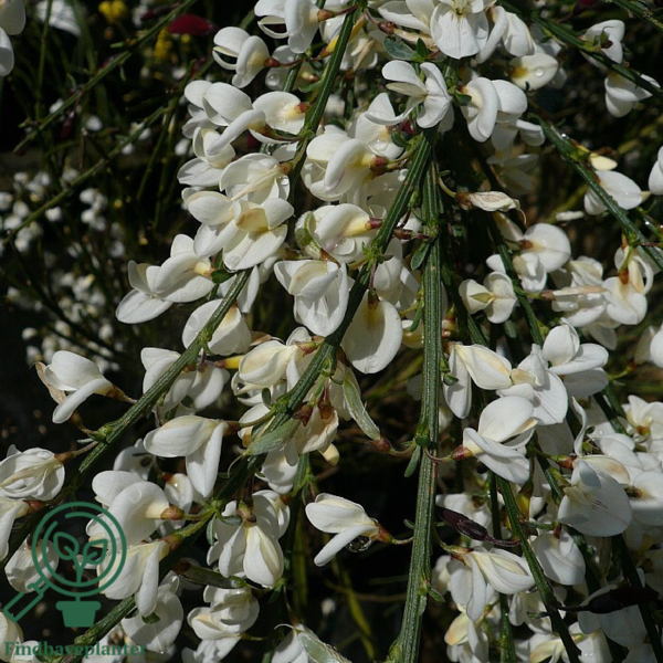 Cytisus praecox 'Albus', Vårgyvel
