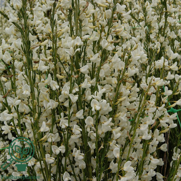 Cytisus praecox 'Albus', Vårgyvel
