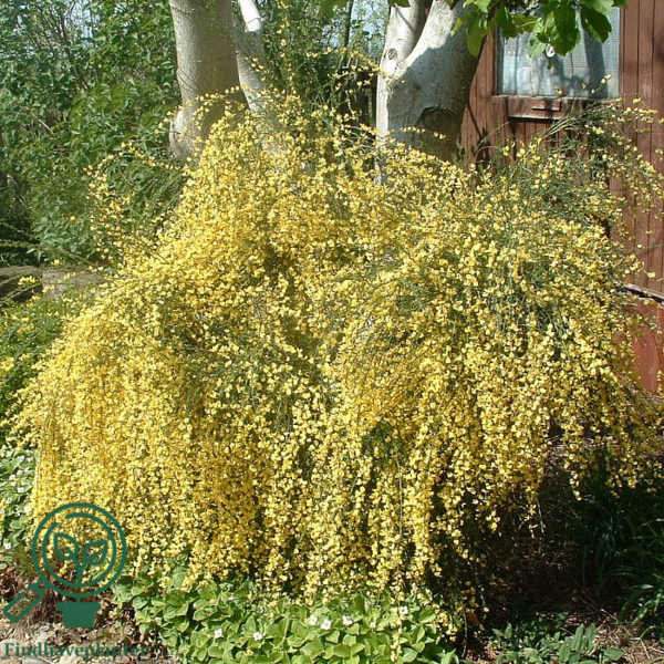 Cytisus praecox 'Allgold', Vårgyvel