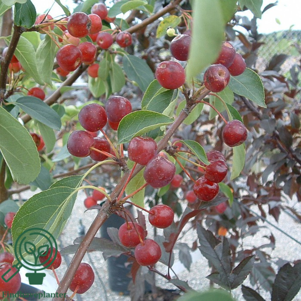 Malus hybrid 'Brændkjær', Paradisæble