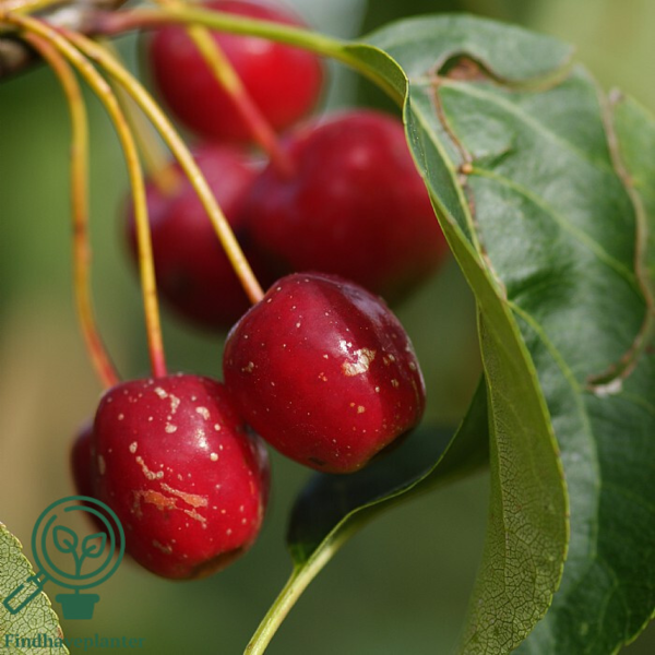 Malus hybrid 'Brændkjær', Paradisæble