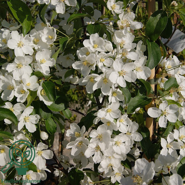 Malus hybrid 'Brændkjær', Paradisæble
