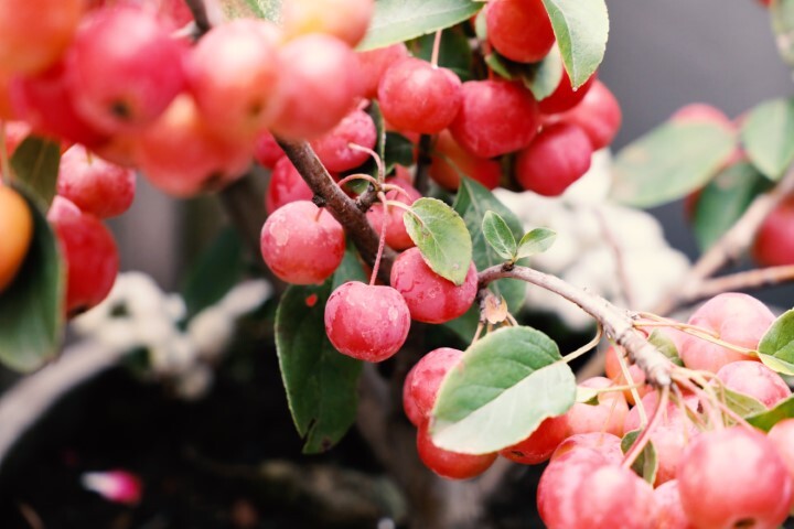 Malus hybrid 'Braendkjaer', Paradisæble