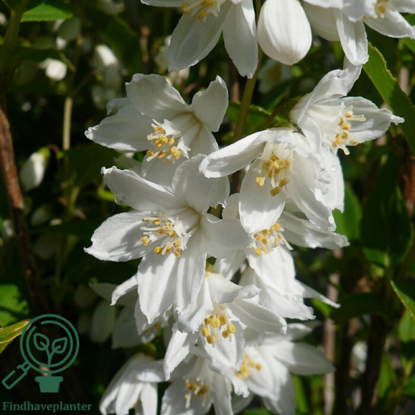 Deutzia gracilis, Lille stjernetop
