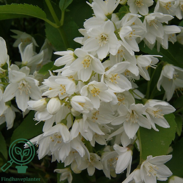 Deutzia gracilis, Lille stjernetop