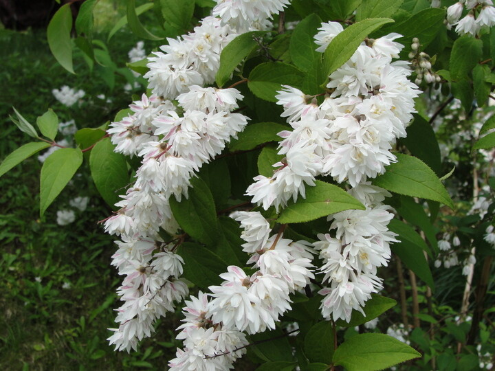 Deutzia gracilis 'Nikko', Dværg stjernetop