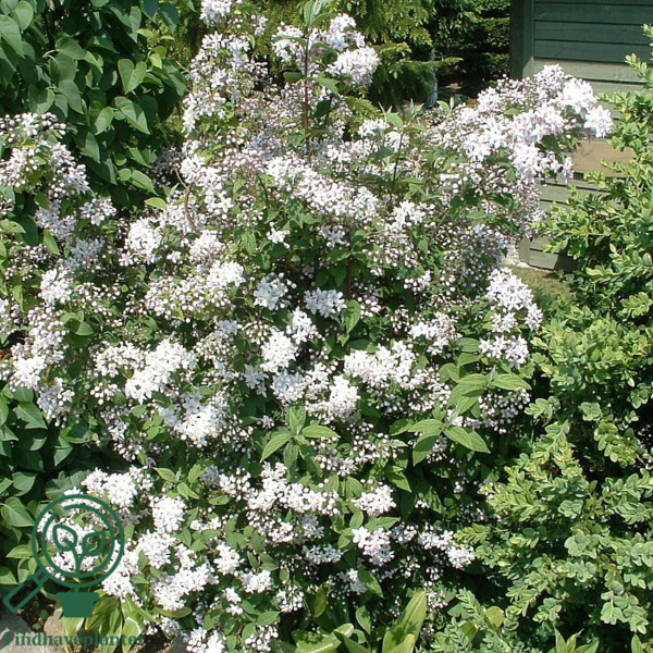Deutzia hybrida 'Mont Rose', Stjernetop