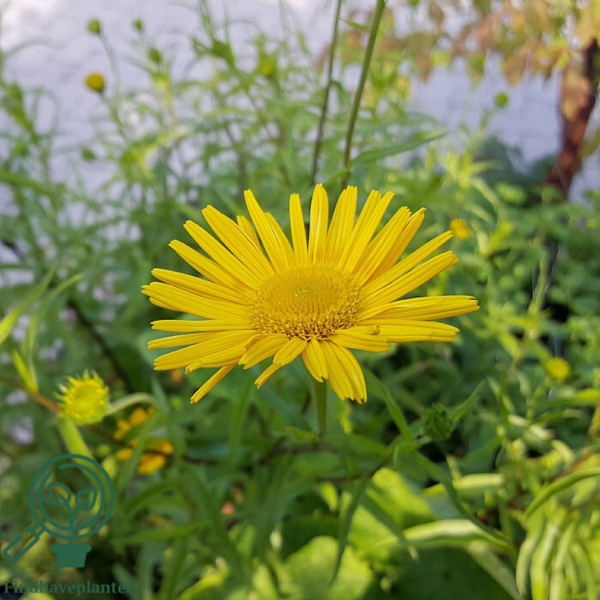 Buphthalmum salicifolium. Tusindstråle