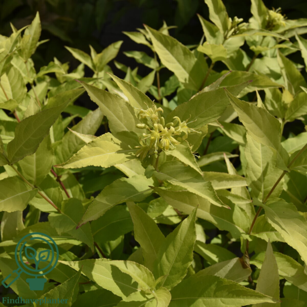 Diervilla rivularis 'Honeybee', Diervilla