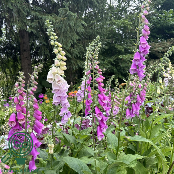 Digitalis purpurea, Fingerbøl