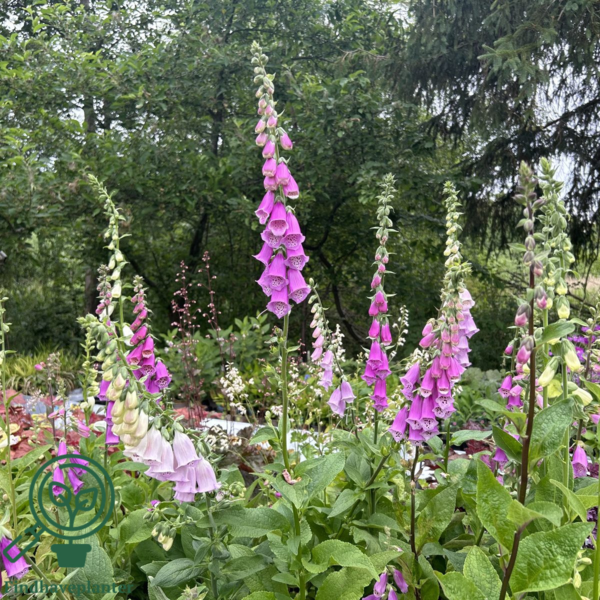 Digitalis purpurea, Fingerbøl