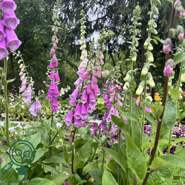 Digitalis purpurea, Fingerbøl