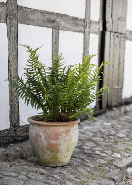 Dryopteris affinis, Guldskælbregne