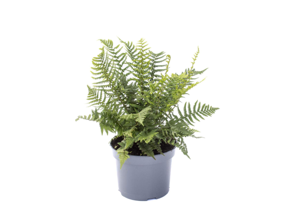 Dryopteris affinis, Guldskælbregne