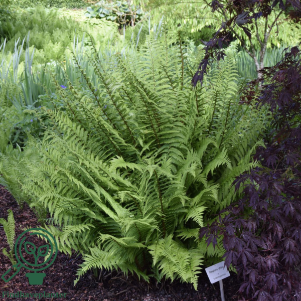 Dryopteris affinis, Guldskælbregne
