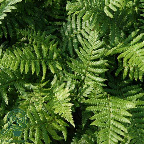 Dryopteris affinis, Guldskælbregne