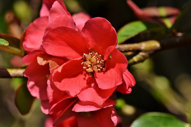 Chaenomeles japonica 'Sargentii', Japansk kvæde