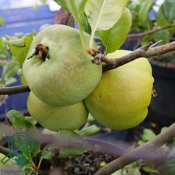 Chaenomeles spec. 'Nivalis', Japansk kvæde
