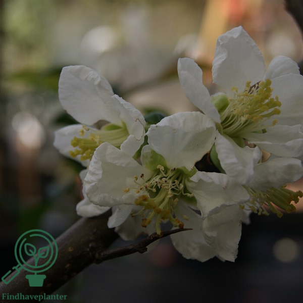 Chaenomeles spec. 'Nivalis', Japansk kvæde