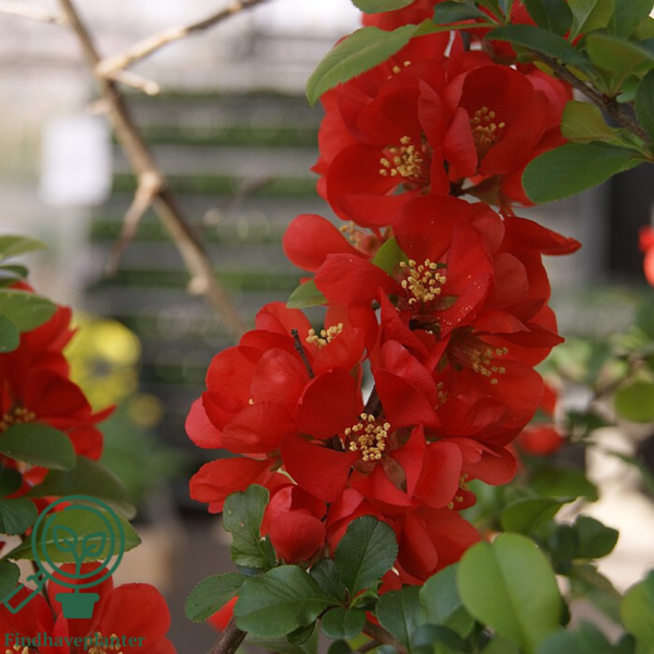 Chaenomeles sup. 'Crimson and Gold', Japansk kvæde