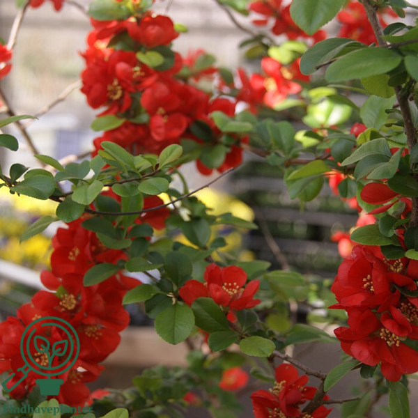 Chaenomeles sup. 'Crimson and Gold', Japansk kvæde