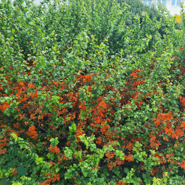Chaenomeles sup. 'Crimson and Gold', Japansk kvæde