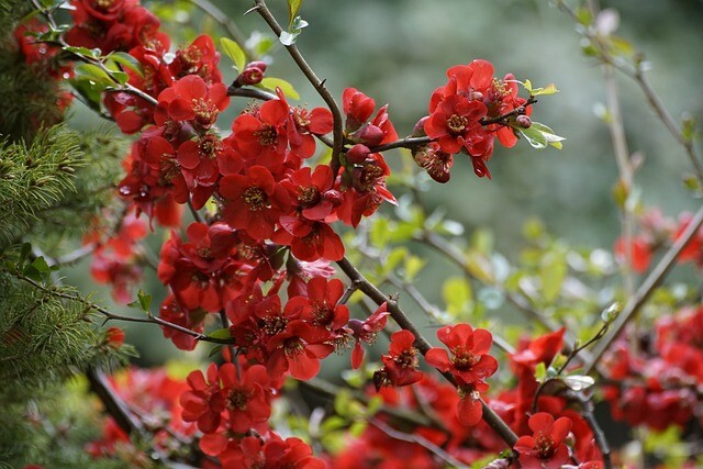 Chaenomeles sup. 'Crimson and Gold', Japansk kvæde