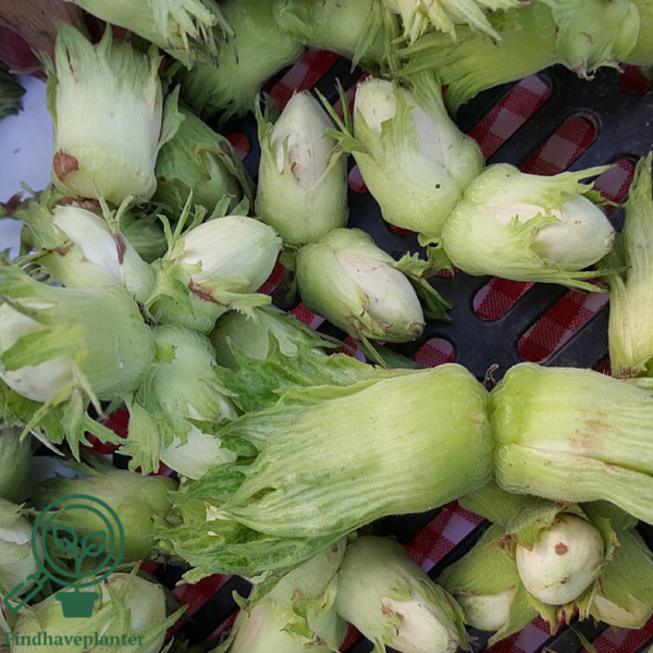 Corylus maxima 'Cosford', Storfrugtet hassel