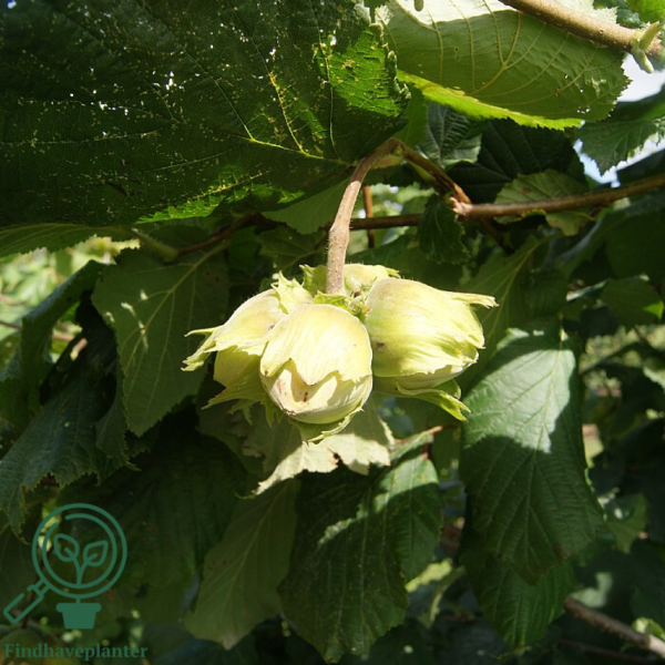 Corylus maxima 'Halleske Kæmpe', Storfrugtet hassel