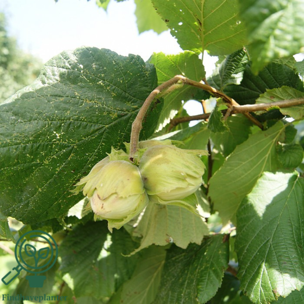 Corylus maxima 'Halleske Kæmpe', Storfrugtet hassel