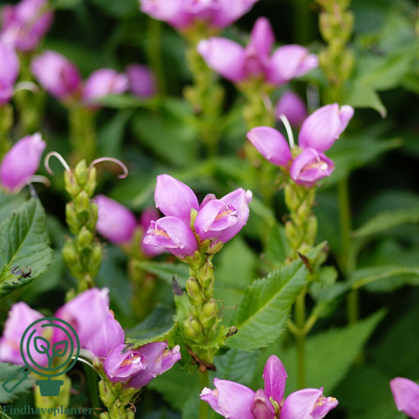 Chelone obliqua, Duehoved
