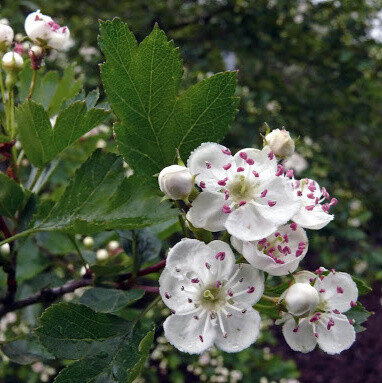 Crataegus monogyna, Engriflet hvidtjørn