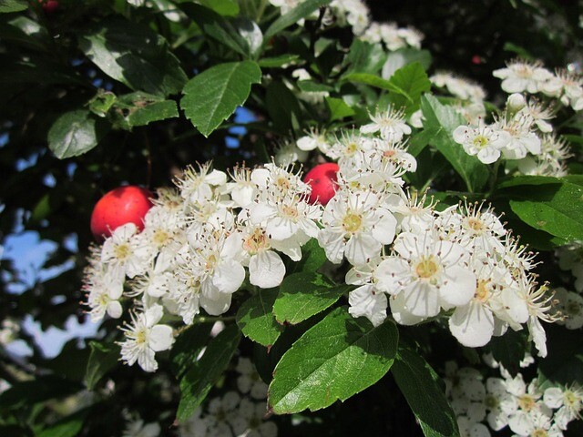 Crataegus nitida 'Indi', Paraplytjørn