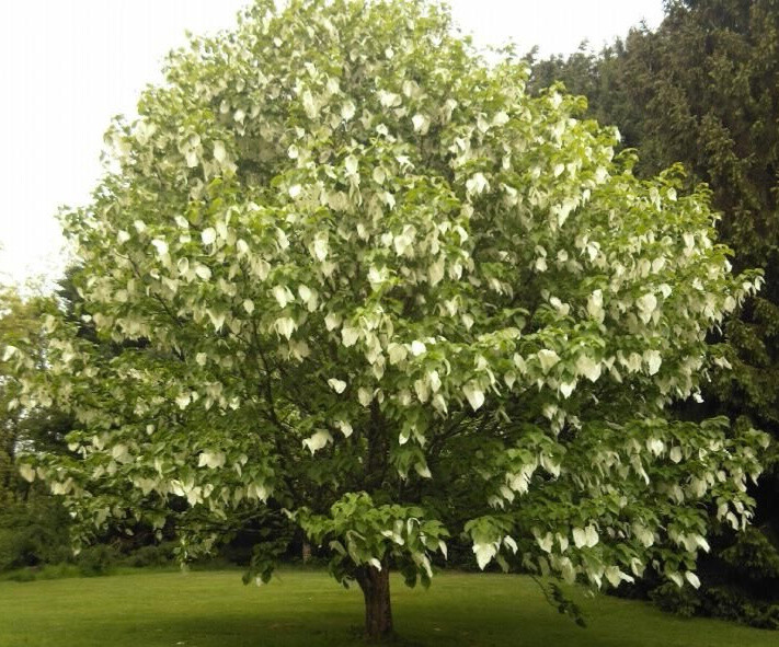 Davidia involucrata, Duetræ