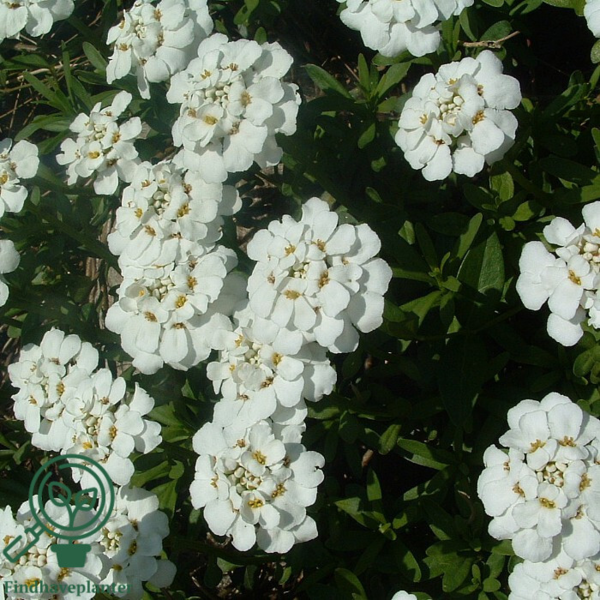 Iberis sempervirens, Snepude