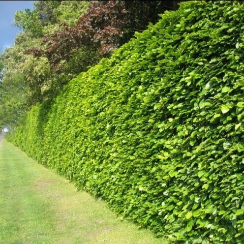 Fagus sylvatica, Almindelig bøg