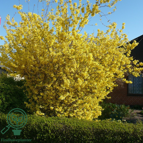 Forsythia intermedia 'Lynwood', Vårguld