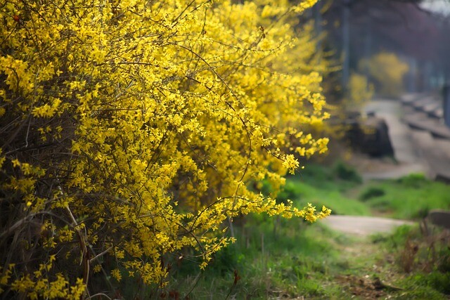 Forsythia intermedia 'Lynwood', Vårguld