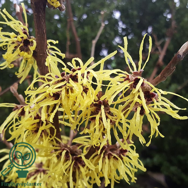 Hamamelis intermedia 'Pallida', Troldnød