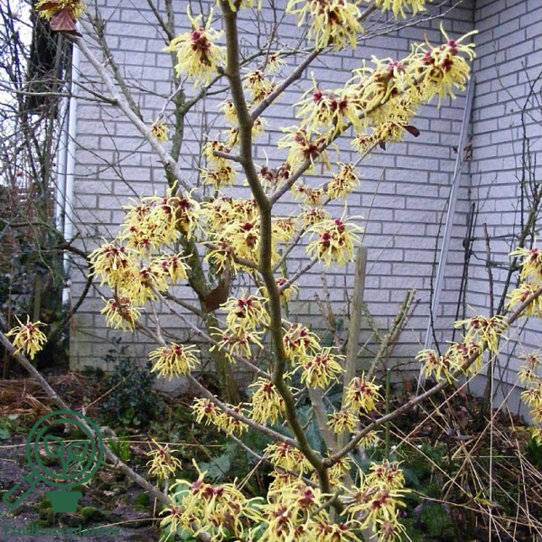 Hamamelis intermedia 'Pallida', Troldnød