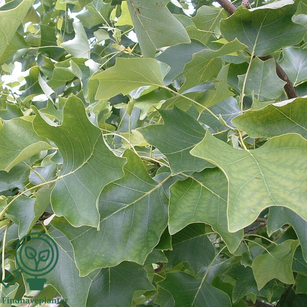 Liriodendron tulipifera, Tulipantræ