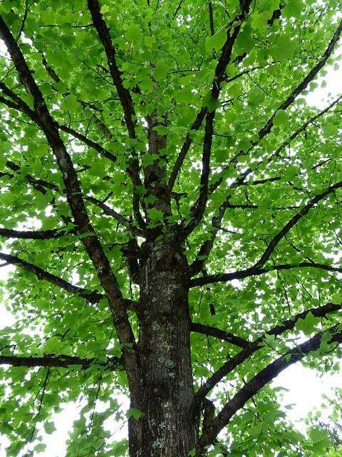 Liriodendron tulipifera, Tulipantræ