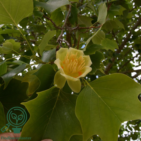 Liriodendron tulipifera, Tulipantræ