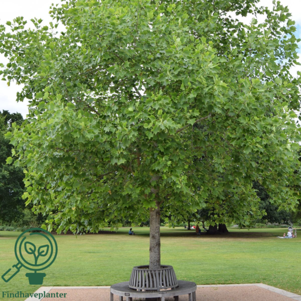 Liriodendron tulipifera, Tulipantræ