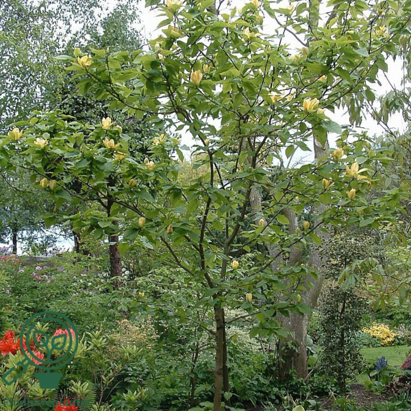 Magnolia x brooklynensis 'Yellow Bird', Magnolia