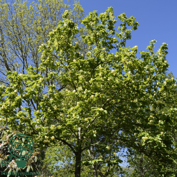 Magnolia x brooklynensis 'Yellow Bird', Magnolia