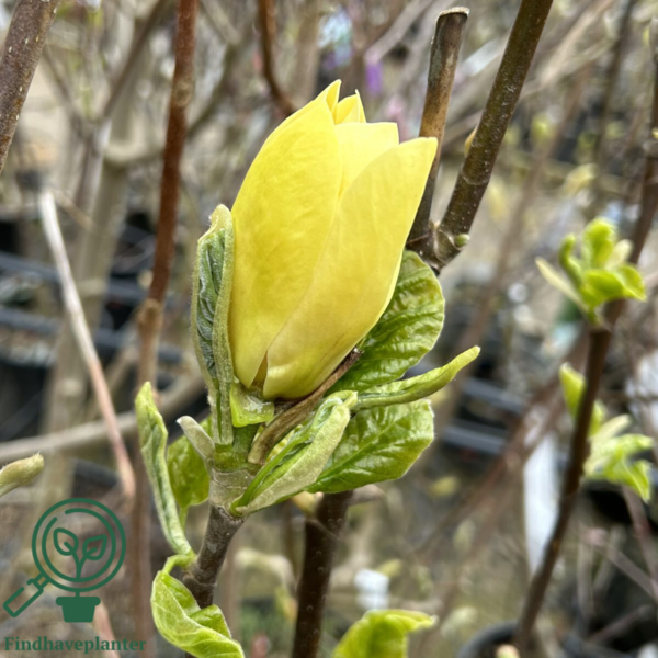 Magnolia x brooklynensis 'Yellow Bird', Magnolia