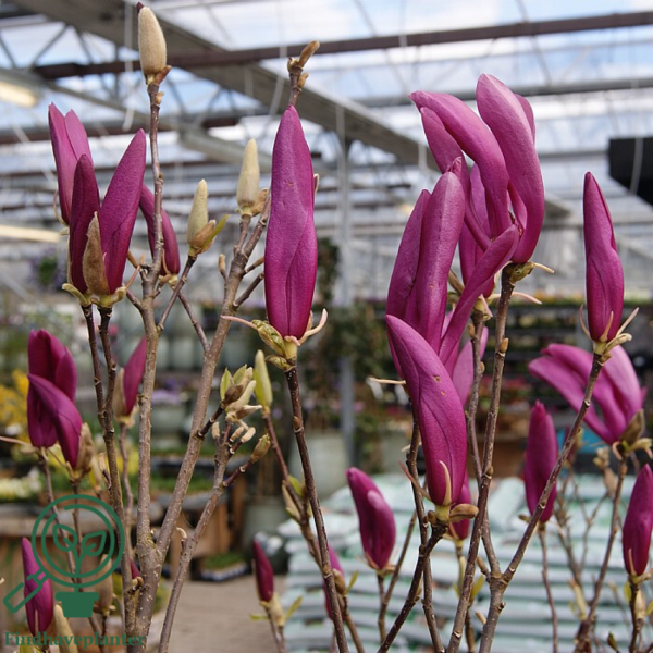 Magnolia lilliflora 'Susan', Magnolia