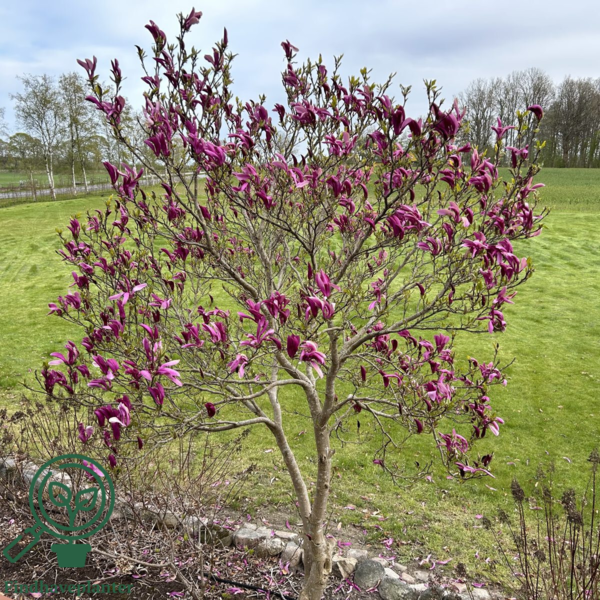 Magnolia lilliflora 'Susan', Magnolia